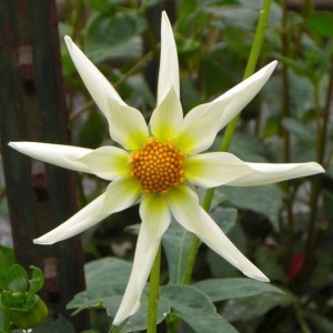 Here's a star for Epiphany ... along with some hope for spring.