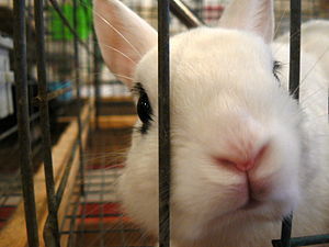 The bunnies were curious, which I liked.