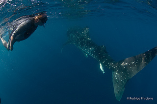 Swimming with Whale Sharks