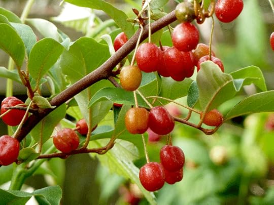 goumi-berries