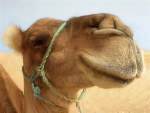 camel