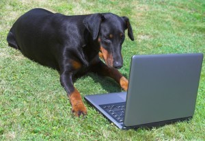 working like a dog