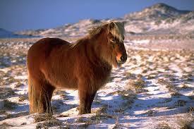 icelandpony
