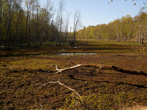 a bog and stream