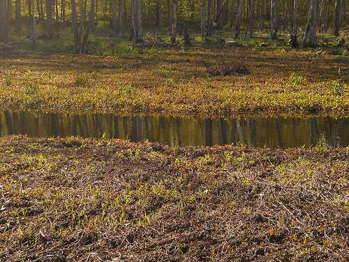a golden mist by the bog