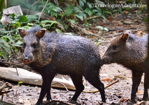 Collared Peccaries Costa Rica Picture