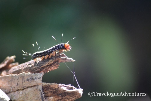 Silk catepillar Costa Rica Picture