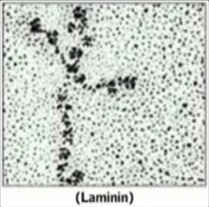 laminin