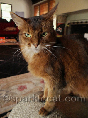 It is time for us to rally in favor of our feral brothers and sisters NOW!