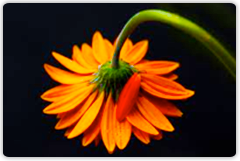 inherent_imperfection