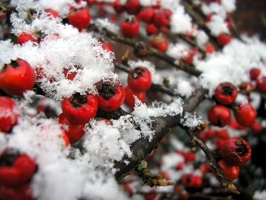 snow-berries