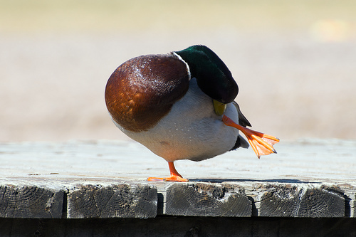 Duck Yoga