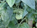 Tomatoes soon!