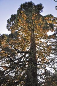 398px-Redwood_Tree_silhouette_-_Miskin_Manor_Hotel_-_geograph.org.uk_-_1373921