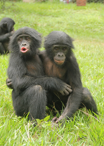 A bonobo consoles a distraught pal (Photo: Clay & DeWaal)