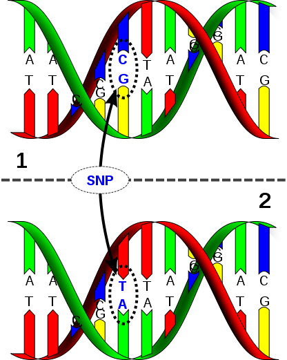 Single Nucleotide Polymorphism (SNP)
