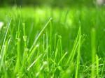 grass
