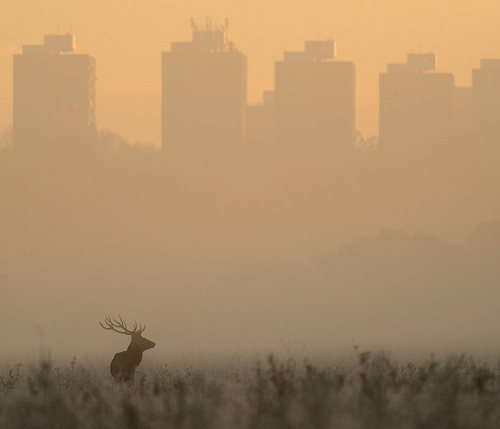 Red Deer at Dawn by Richard.Fisher