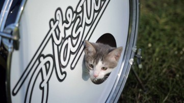 cat_music_video