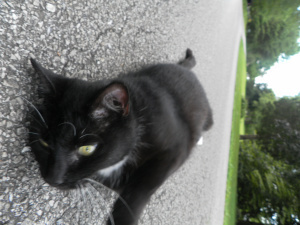 SAMSUNG DIGITAL CAMERA