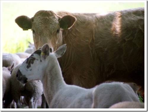 12 July 1 11-07-2013 12-22-08