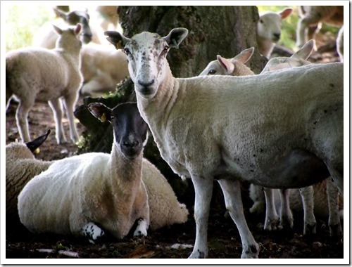 12 July 4 11-07-2013 12-22-31