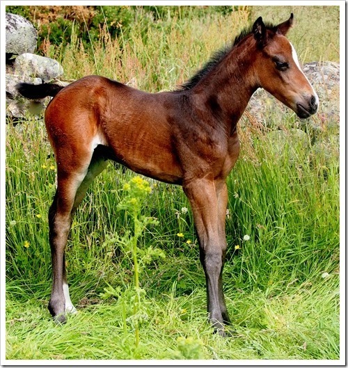 12 July 6 10-07-2013 13-09-20