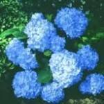 hydrangea