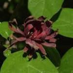 carolinaallspice
