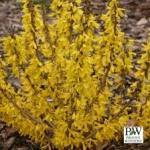 forsythia