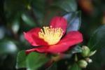 camellia