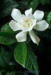 gardenia
