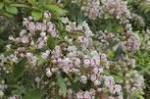mountainlaurel
