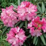 rhododendron
