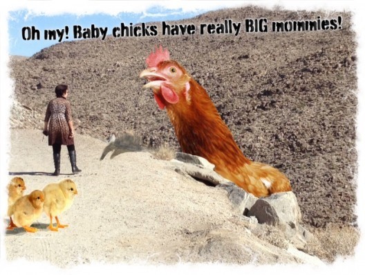 Chicken