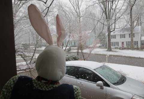 Easter Bunny Sees Snow