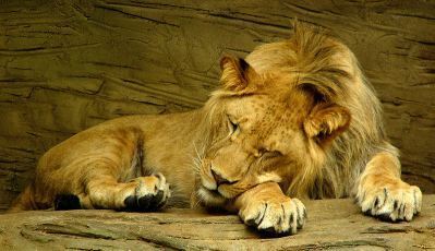 800px-Sleeping_lion