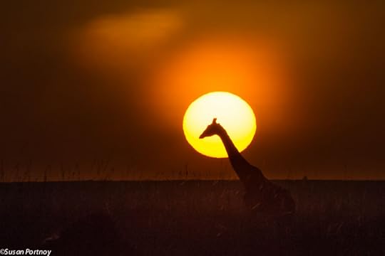 Giraffe at sunrise.