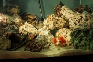 Tank Christmas Eve 2010