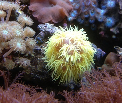 13E sun coral (traded)