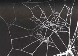 spider caffeine-thumb