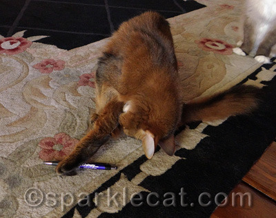 My human is really not sure what I am doing here