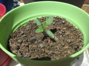 Edgar the Lone Tomato