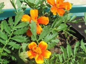 Orange Marigolds