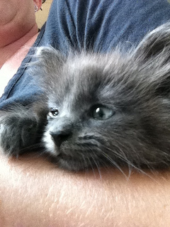 Found: One Gray Kitten