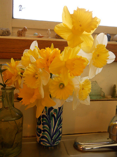 Daffodils