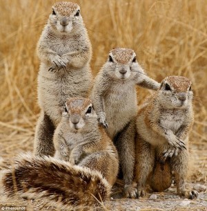 A dray of squirrels