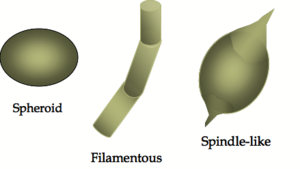 English: Three types of fossil microbes in the...