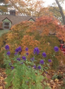 Mariann Regan Front Yard