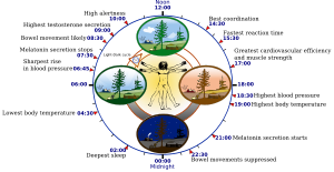 Overview of biological circadian clock in huma...